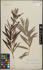 Foto von Salix purpurea L. x Salix viminalis L.